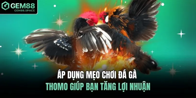 Áp dụng mẹo chơi đá gà Thomo giúp bạn tăng lợi nhuận