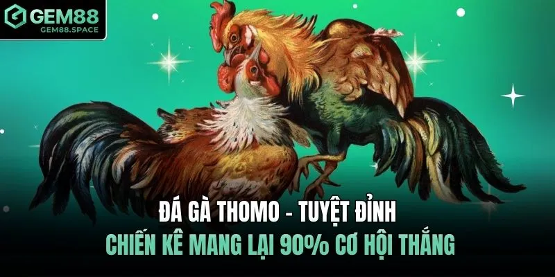 Đá gà Thomo