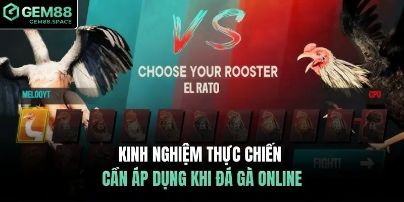 Kinh nghiệm thực chiến cần áp dụng khi đá gà online