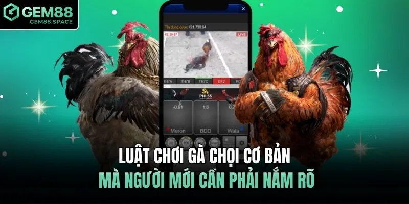Luật chơi gà chọi cơ bản mà người mới cần phải nắm rõ