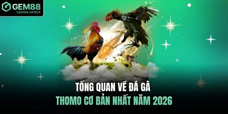 Tổng quan về đá gà Thomo cơ bản nhất năm 2026